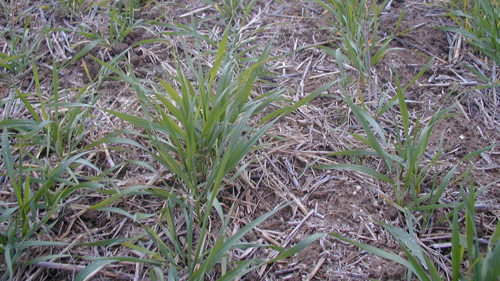 agricultura conservacion|Cereal bajo técnicas de Agricultura de conservación